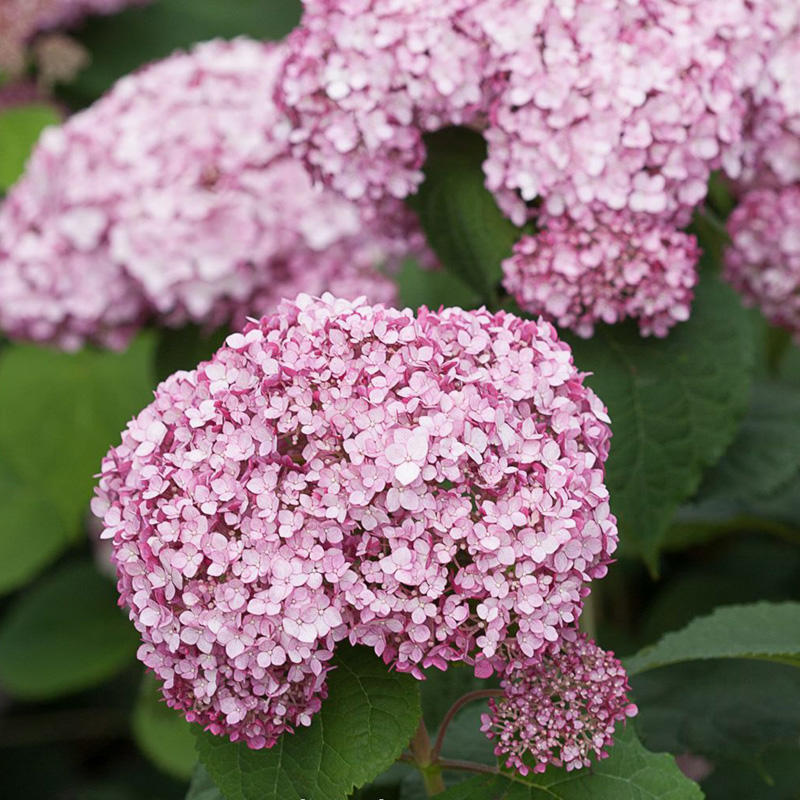 Гортензия древовидная Свит Аннабель